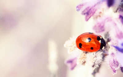 Ik kom terug als insect….